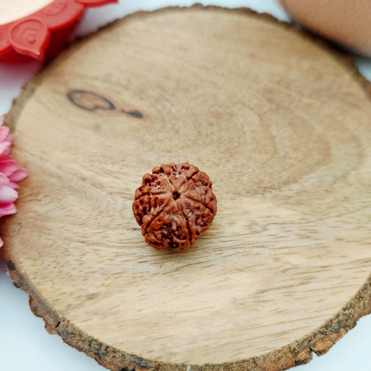 6 Mukhi Rudraksha