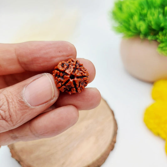 5 Mukhi Rudraksha