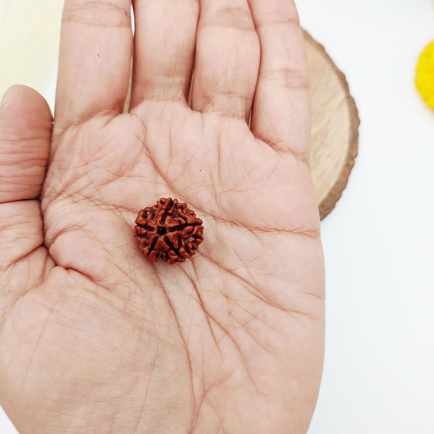 5 Mukhi Rudraksha