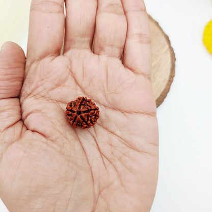 5 Mukhi Rudraksha