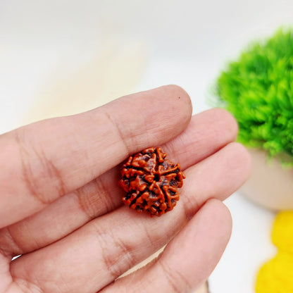 5 Mukhi Rudraksha
