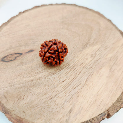 5 Mukhi Rudraksha