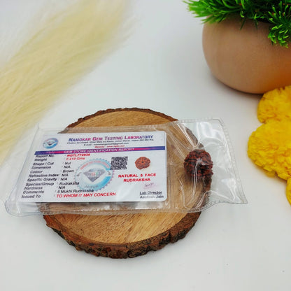 5 Mukhi Rudraksha