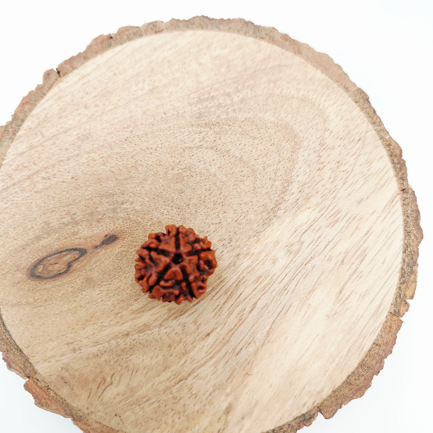 5 Mukhi Rudraksha