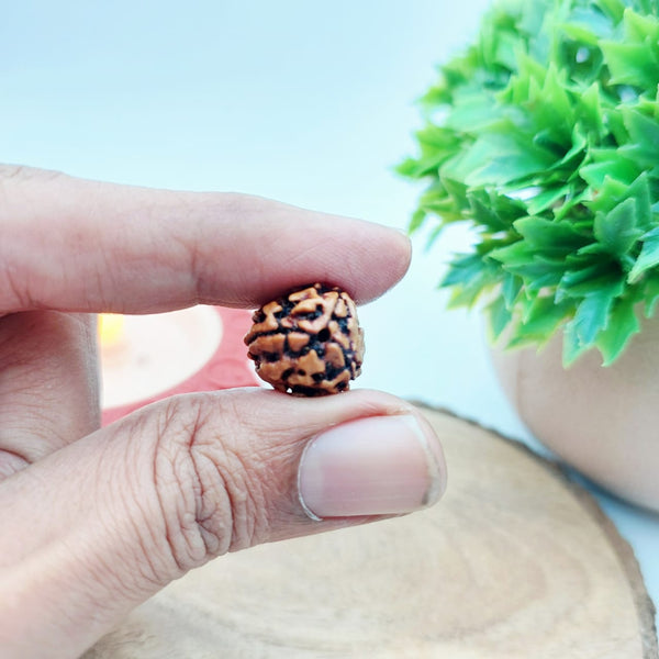3 Mukhi Rudraksha