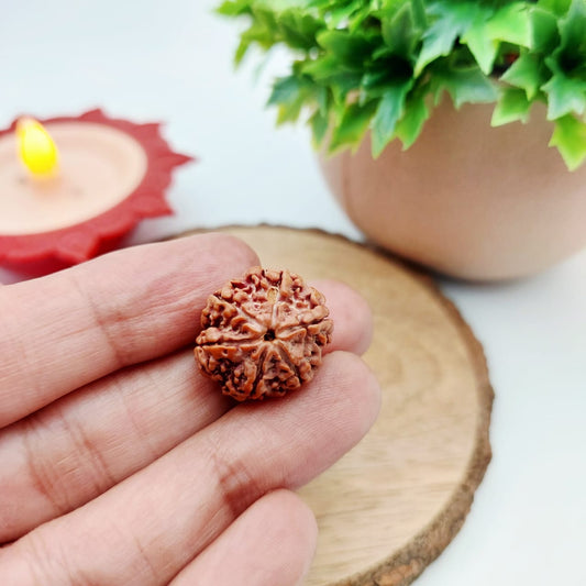 6 Mukhi Rudraksha